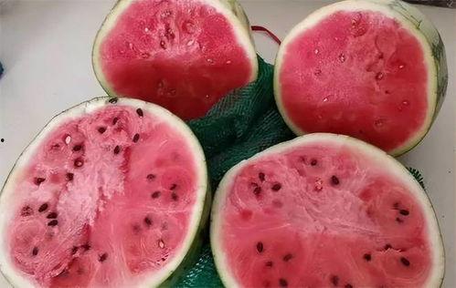 免费吃麒麟瓜  第1张